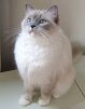 catemolla